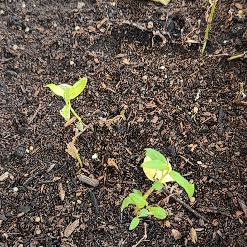 Photo of the plant species Pennsylvania Pellitory by @DefiniteElkweed named Navajo on Greg, the plant care app