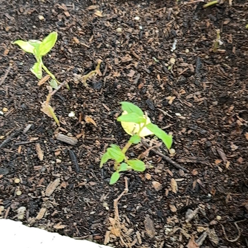 Photo of the plant species Pennsylvania Pellitory by @DefiniteElkweed named Fernie Mercury on Greg, the plant care app