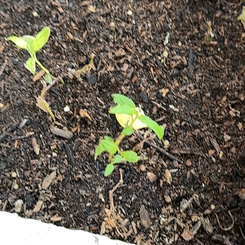 Photo of the plant species Pennsylvania Pellitory by @DefiniteElkweed named Sir Plancelot on Greg, the plant care app