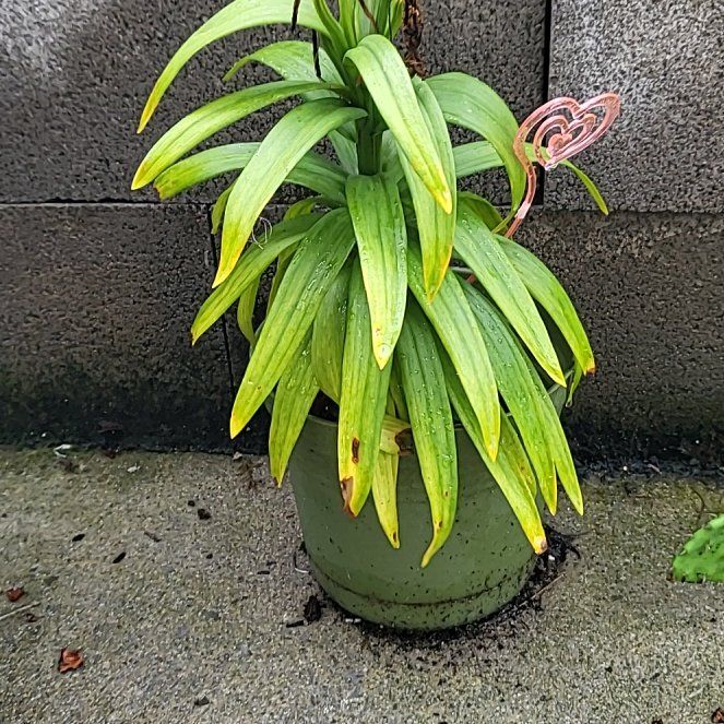 Photo of the plant species Easter Lily by @PumpedupJicaro named Nemo on Greg, the plant care app