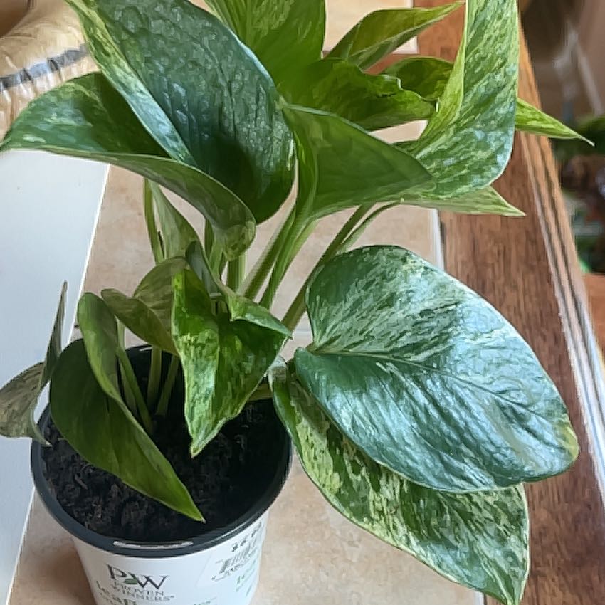Photo of the plant species Snowy Morning Pothos by @FunHoyajade36 named Fernie Saunders on Greg, the plant care app