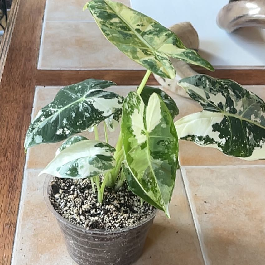 Photo of the plant species Variegated Alocasia frydek by @FunHoyajade36 named Muhammad Ali on Greg, the plant care app