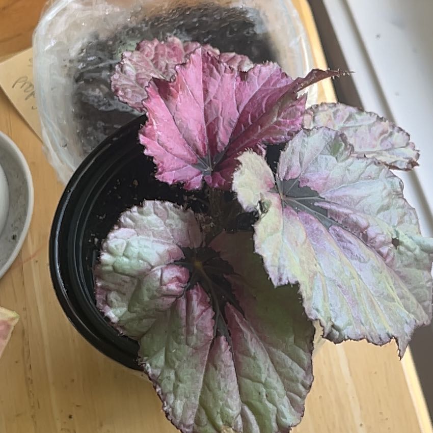 Photo of the plant species Begonia rex by @FunHoyajade36 named Sigmund on Greg, the plant care app