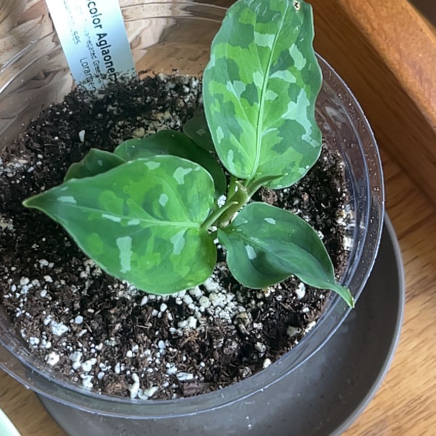 Photo of the plant species Aglaonema 'Pictum Tricolor' by @FunHoyajade36 named Gates on Greg, the plant care app