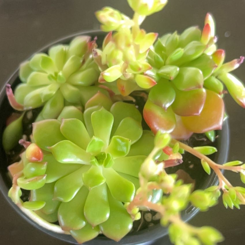 Photo of the plant species Sedeveria 'Letizia' by @VeraciousGray27 named Lety on Greg, the plant care app