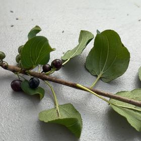 Photo of the plant species Common Buckthorn by @UrbaneGalega92 named Ulysses S Plant on Greg, the plant care app