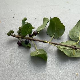 Photo of the plant species Common Buckthorn by @UrbaneGalega92 named Captain Plant-it on Greg, the plant care app