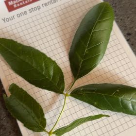 Photo of the plant species Green Ash by @UrbaneGalega92 named Zion on Greg, the plant care app
