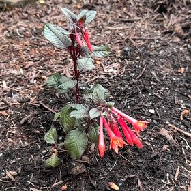 Photo of the plant species Bolivian Fuchsia by @MerryCosmo67 named Harry on Greg, the plant care app