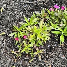 Photo of the plant species Sweet William by @MerryCosmo67 named Gregarious on Greg, the plant care app