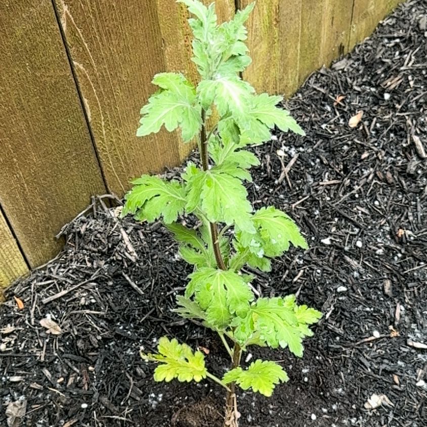Photo of the plant species Naughty Man by @MerryCosmo67 named Navajo on Greg, the plant care app
