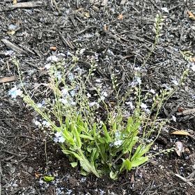 Photo of the plant species Forget-Me-Not by @MerryCosmo67 named Mollie on Greg, the plant care app