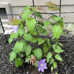 Photo of the plant species Purple Clematis by @MerryCosmo67 named Osmo on Greg, the plant care app