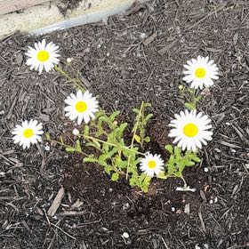 Photo of the plant species Ox-Eye Daisy by @MerryCosmo67 named Forrest on Greg, the plant care app