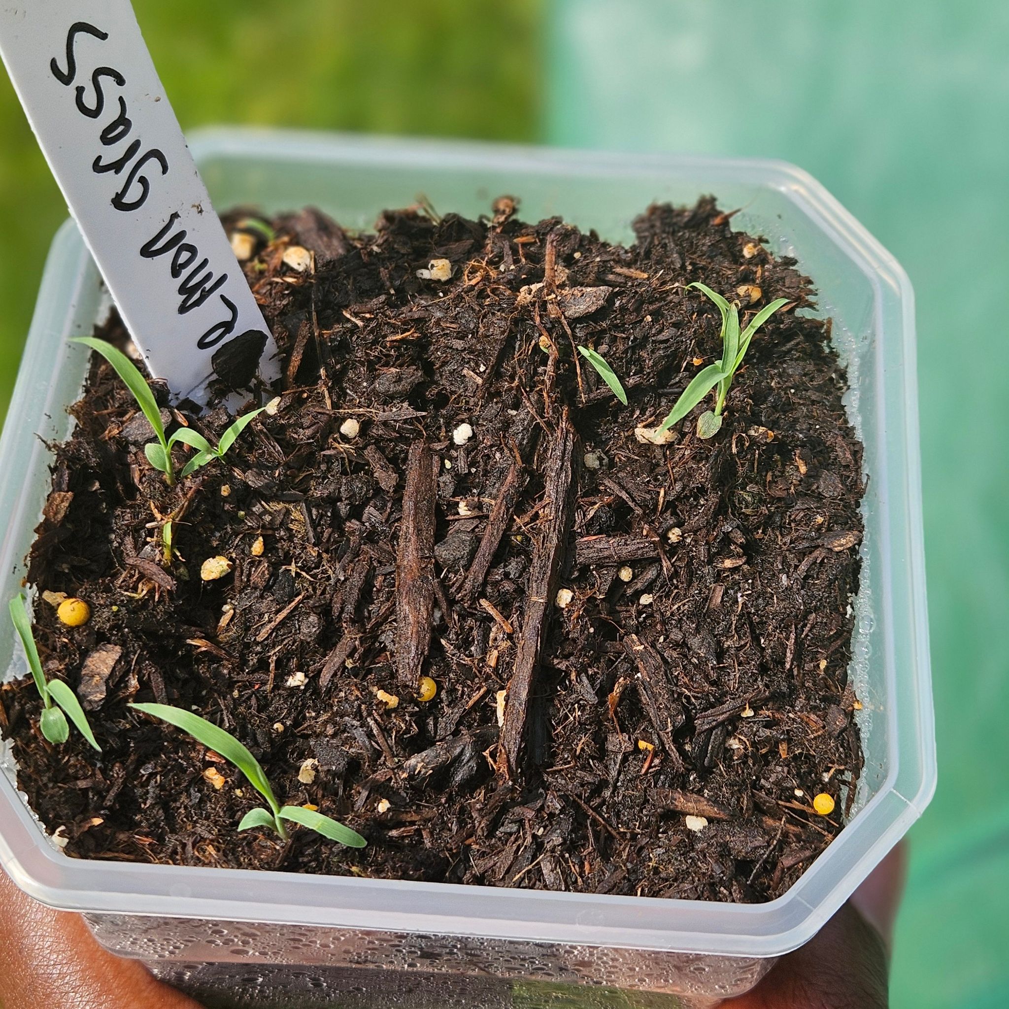 Photo of the plant species Cymbopogon Citratus by @KnowableKanna44 named Lola on Greg, the plant care app