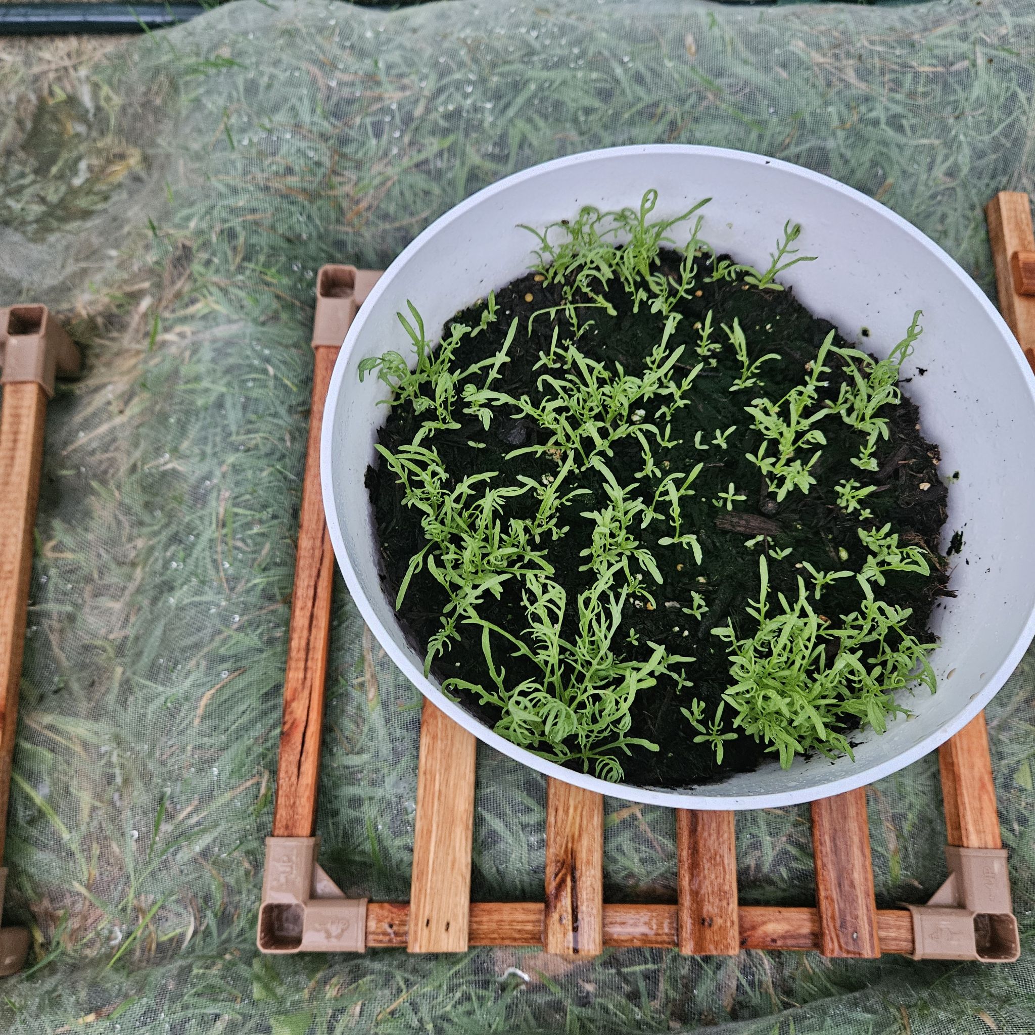 Photo of the plant species Blue Chamomile by @KnowableKanna44 named Michelle on Greg, the plant care app