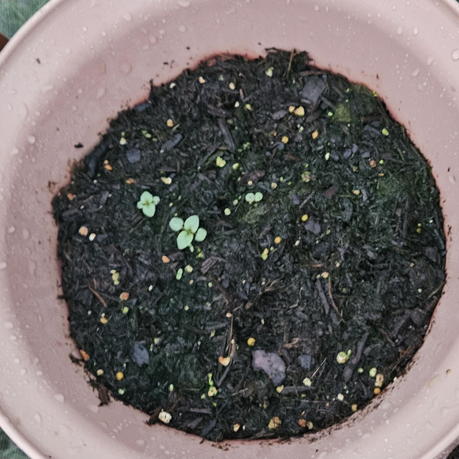Photo of the plant species Lemon Mint by @KnowableKanna44 named Morgan Treeman on Greg, the plant care app