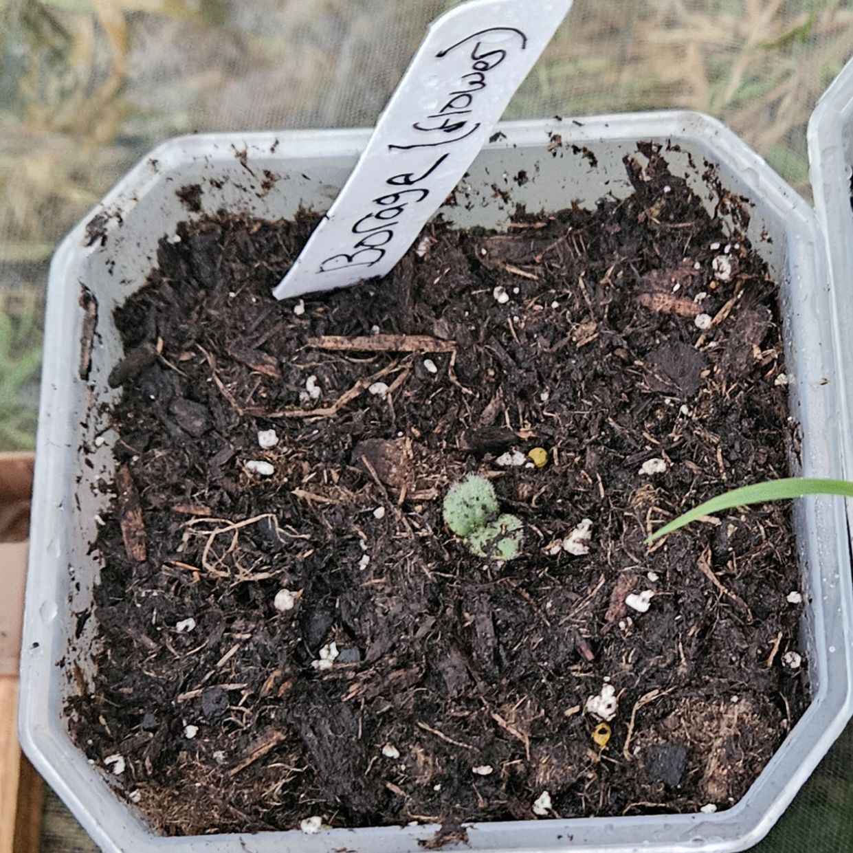 Photo of the plant species Borage by @KnowableKanna44 named Gobi on Greg, the plant care app