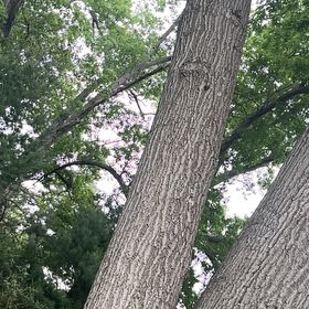 Photo of the plant species Common Cottonwood by @ZarfRhodotus83 named Lavender on Greg, the plant care app