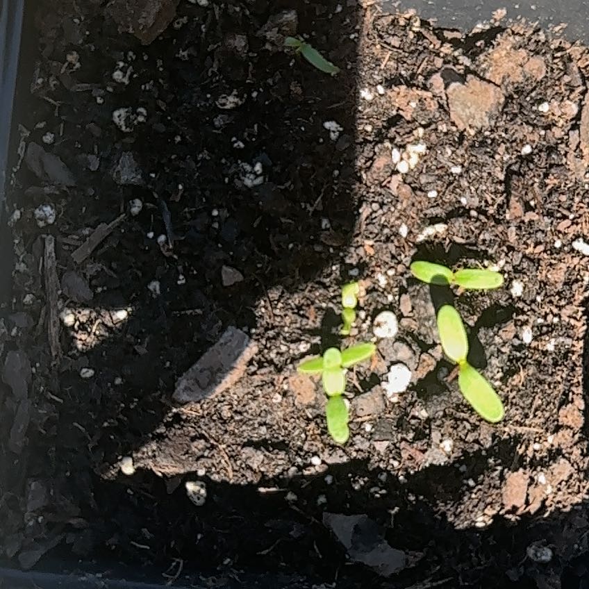 Photo of the plant species Marigold by @DeftEndive85 named Jimmy on Greg, the plant care app