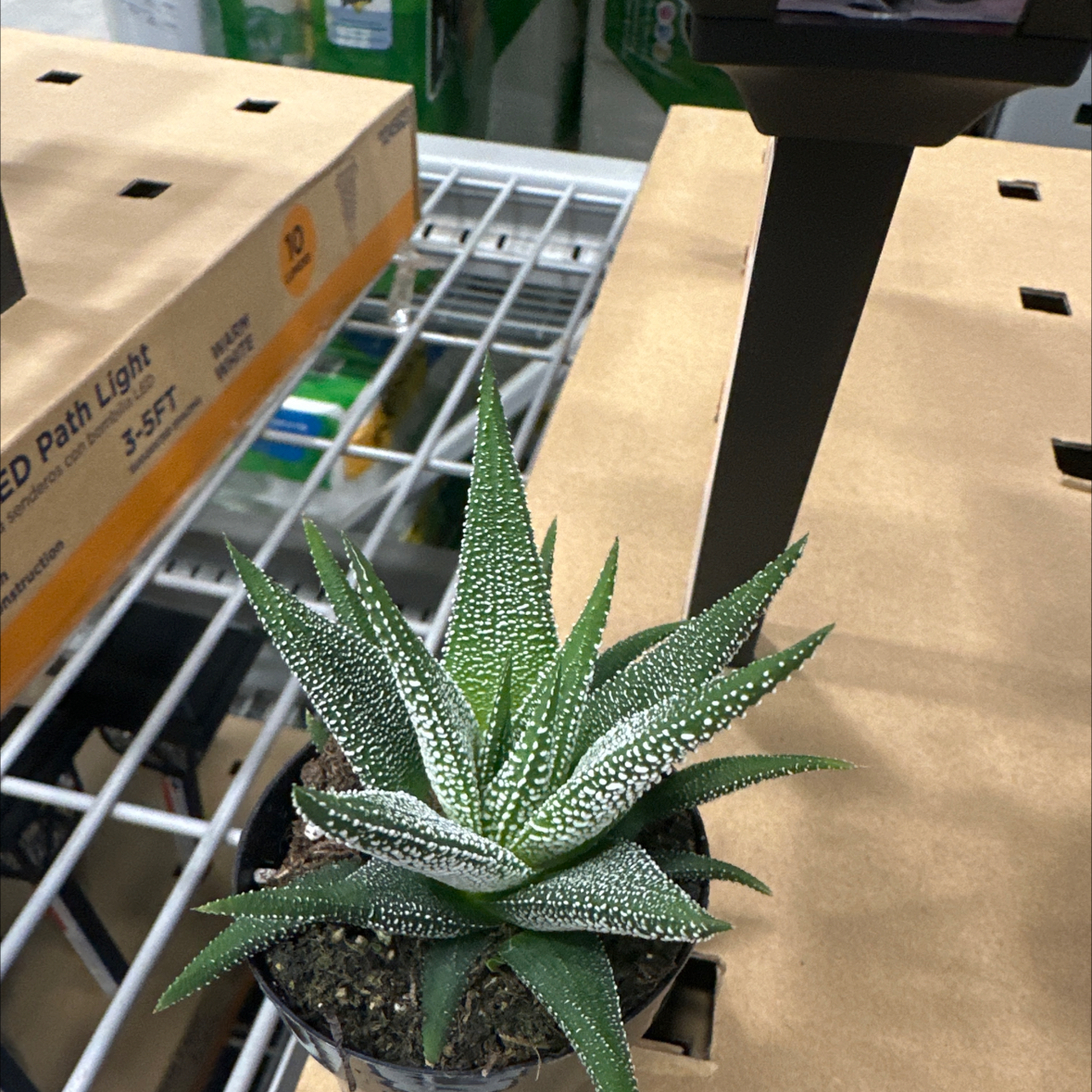 Photo of the plant species Haworthia attenuata 'Concolor' by @DeftEndive85 named Stevan on Greg, the plant care app