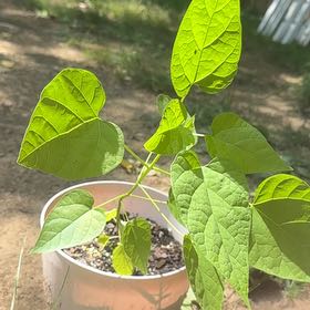 Photo of the plant species Catalpa by @KeyPeony31 named Bella on Greg, the plant care app