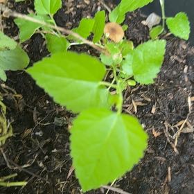 Photo of the plant species Common Chickweed by @KeyPeony31 named McKinley on Greg, the plant care app