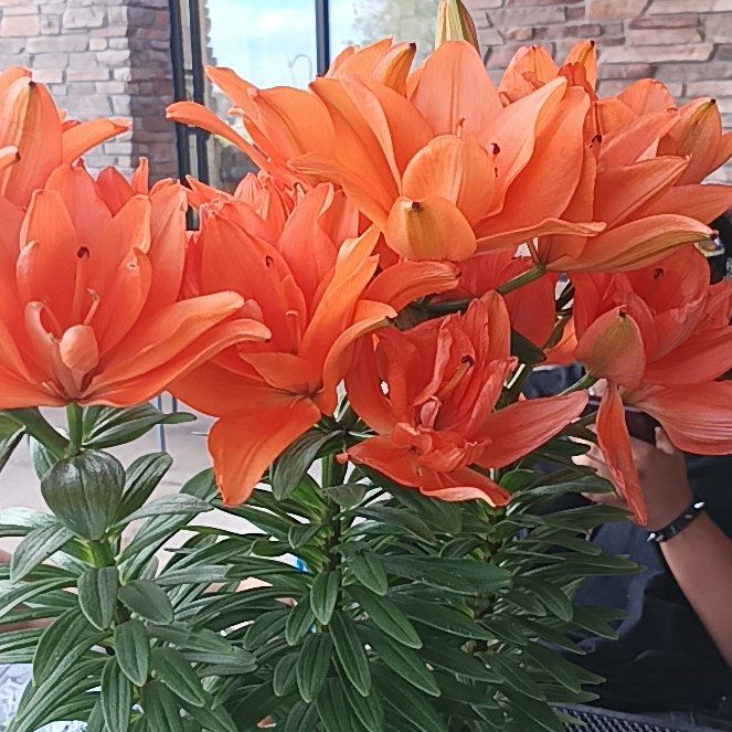 Photo of the plant species Orange Lily by @RoundBokchoi73 named Remington on Greg, the plant care app