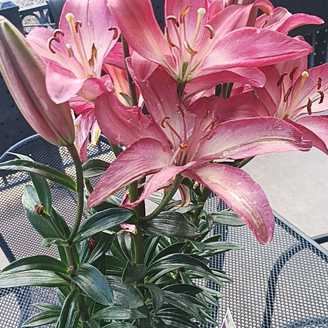 Photo of the plant species Orange Lily by @RoundBokchoi73 named Michelle Branch on Greg, the plant care app