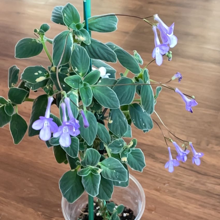 Photo of the plant species Cape Primrose by @SharpSandleek56 named Figyonce on Greg, the plant care app