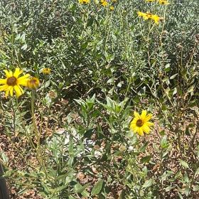 Photo of the plant species Slender Sunflower by @SirChards52 named Bruce Lee on Greg, the plant care app