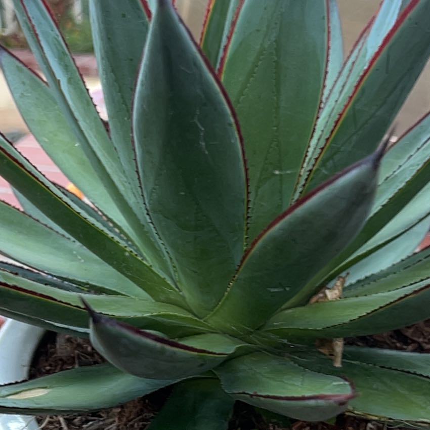Photo of the plant species Blue Agave by @SirChards52 named Gaga on Greg, the plant care app