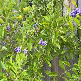 Photo of the plant species Pigeon Berry by @SirChards52 named Bigleef Smalls on Greg, the plant care app