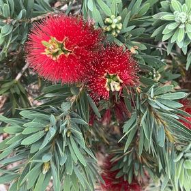 Photo of the plant species Pōhutukawa by @SirChards52 named Ulysses S Plant on Greg, the plant care app