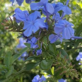 Photo of the plant species Blue Plumbago by @SirChards52 named McKinley on Greg, the plant care app
