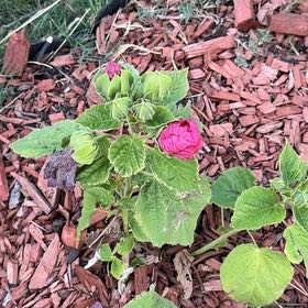 Photo of the plant species Hibiscus Moscheutos by @UnlimitedRuby75 named Walt on Greg, the plant care app