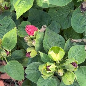 Photo of the plant species Hibiscus Moscheutos by @UnlimitedRuby75 named James Dean on Greg, the plant care app
