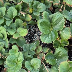 Photo of the plant species Coastal Strawberry by @UnlimitedRuby75 named Kardashian on Greg, the plant care app