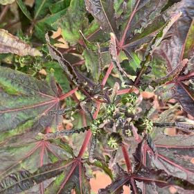 Photo of the plant species Roselle by @UnlimitedRuby75 named Harper on Greg, the plant care app