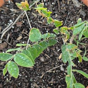 Photo of the plant species Kentucky Coffee Tree by @UnlimitedRuby75 named Wall-E on Greg, the plant care app