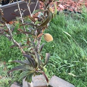 Photo of the plant species Prunus Persica by @UnlimitedRuby75 named Lebron on Greg, the plant care app