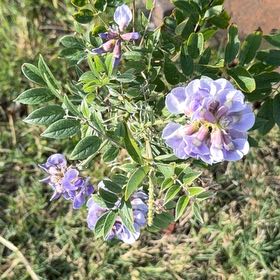 Photo of the plant species American Wisteria by @UnlimitedRuby75 named Bella on Greg, the plant care app