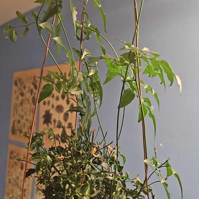 Photo of the plant species White Jasmine by @KnowableAlula98 named Robert Plant on Greg, the plant care app