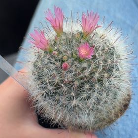 Photo of the plant species Pink Powder Puff Cactus by @ChiefMaypop78 named Cleopatra on Greg, the plant care app