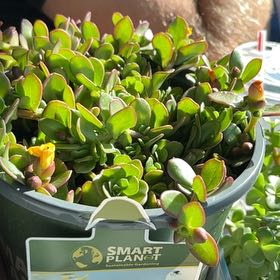 Photo of the plant species Porlulance Oleracea by @PrimeBuroak31 named Fernie Saunders on Greg, the plant care app