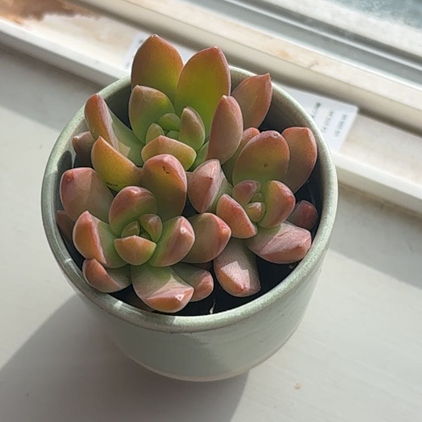 Photo of the plant species Graptosedum 'Copper Glow' by @SolidRyebrome37 named Mollie on Greg, the plant care app