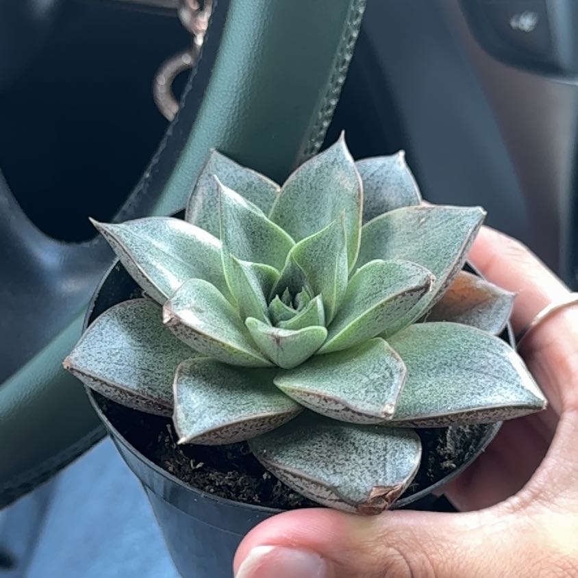 Photo of the plant species Echeveria purpusorum by @VipGalega54 named Gustavo on Greg, the plant care app