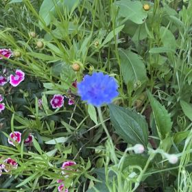 Photo of the plant species Centaurea Cyanus by @FitGinseng1 named Baesil on Greg, the plant care app