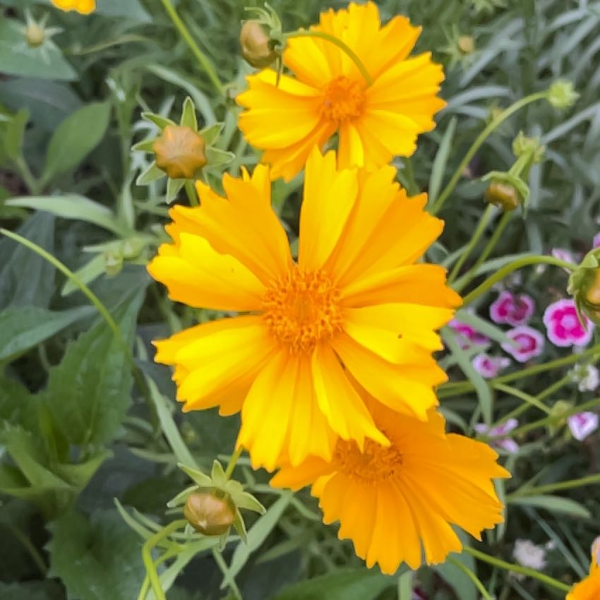 Photo of the plant species Large-Flowered Tickseed by @FitGinseng1 named Austen on Greg, the plant care app