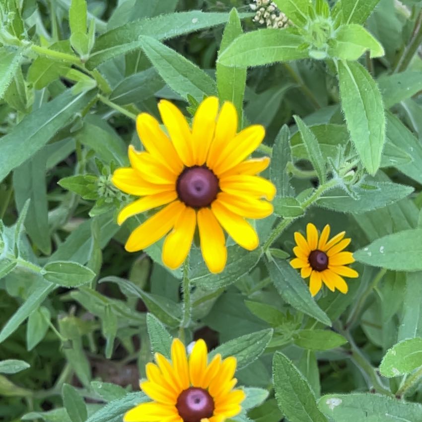 Photo of the plant species Yellow Daisy by @FitGinseng1 named Kesha on Greg, the plant care app